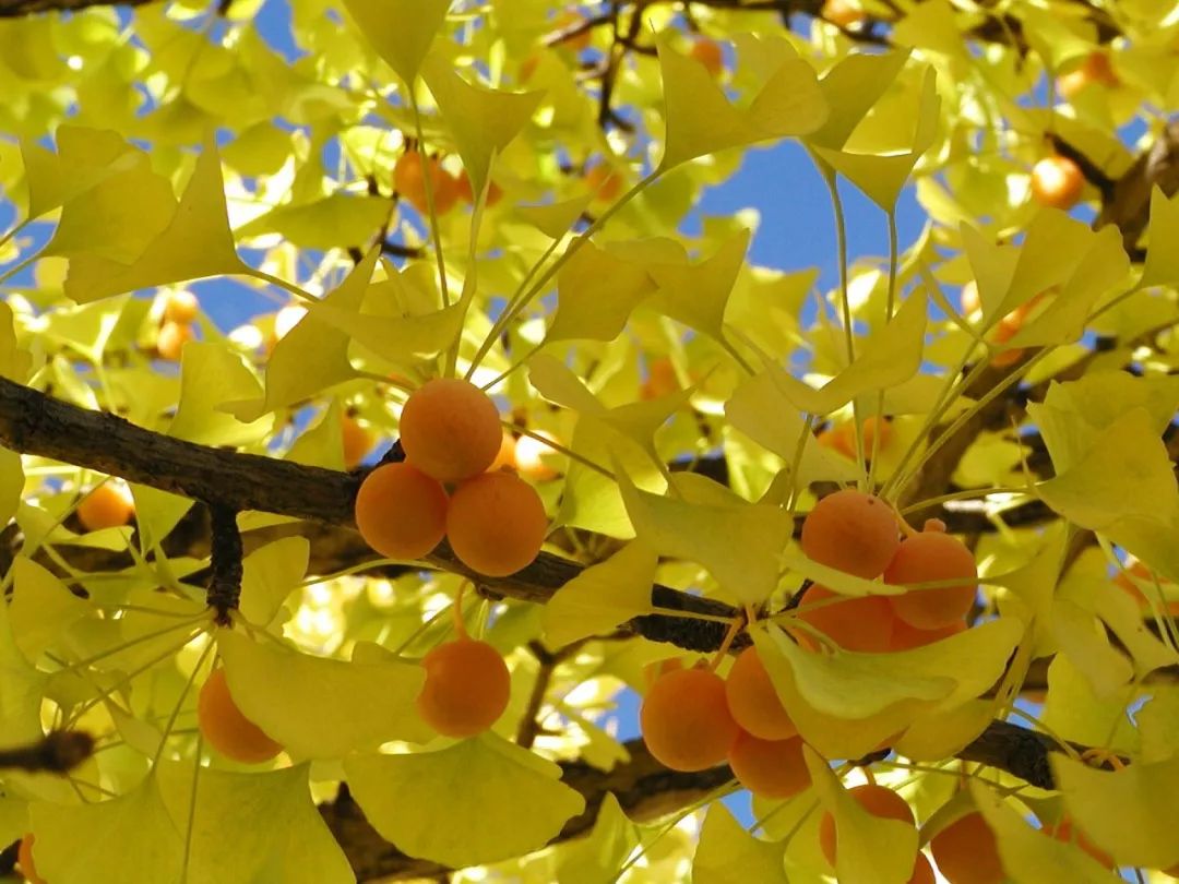 桃李杏核桃芒果等种子快速发芽的方法 - 知乎