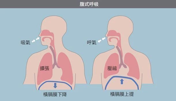 腹式呼吸图片图解图片